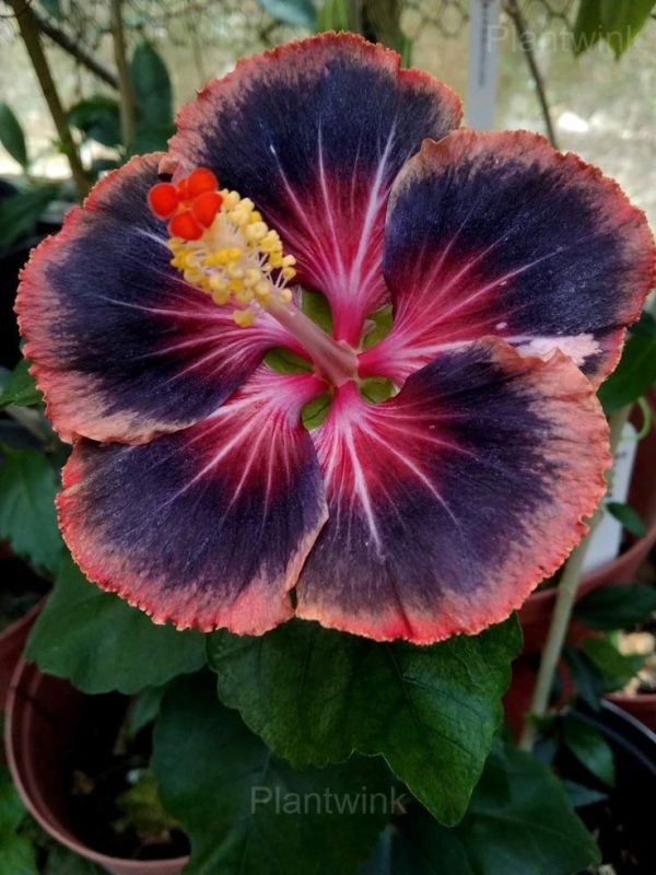 Royal Fantasy Hibiscus Seeds