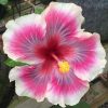 Royal Fantasy Hibiscus Seeds