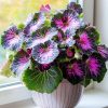 Begonia Moonlight Butterfly Seeds