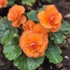 Begonia Moonlight Butterfly Seeds