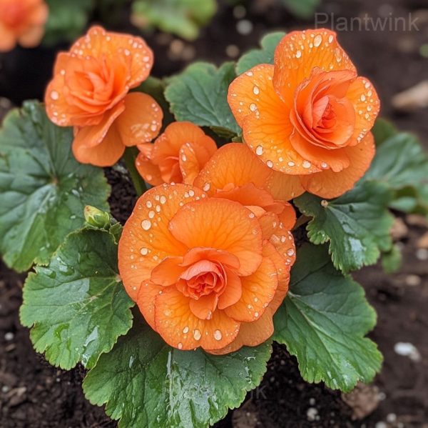 Begonia Moonlight Butterfly Seeds