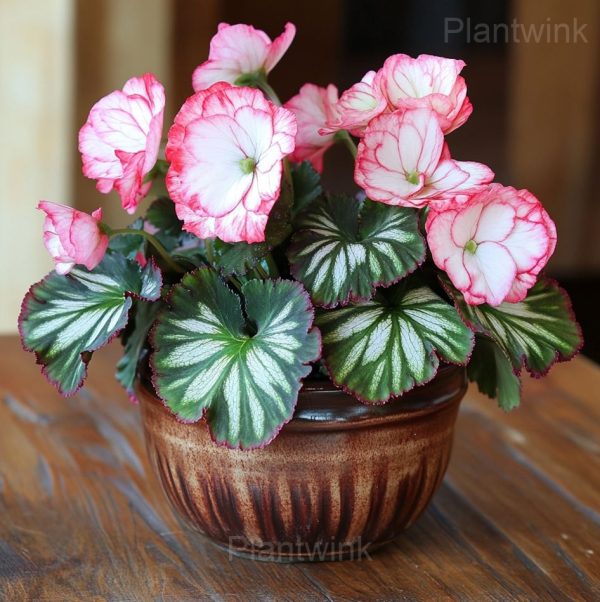 Begonia Moonlight Butterfly Seeds