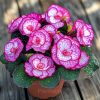 Begonia Moonlight Butterfly Seeds