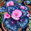 Begonia Moonlight Butterfly Seeds