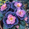 Begonia Moonlight Butterfly Seeds