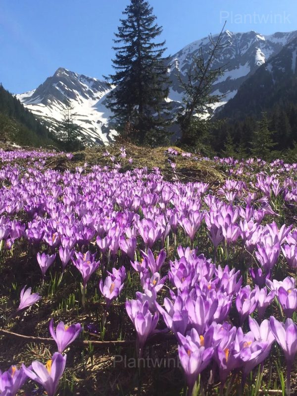 Organic Saffron Crocus Bulbs