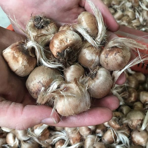 Organic Saffron Crocus Bulbs