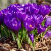 Organic Saffron Crocus Bulbs