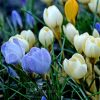 Organic Saffron Crocus Bulbs