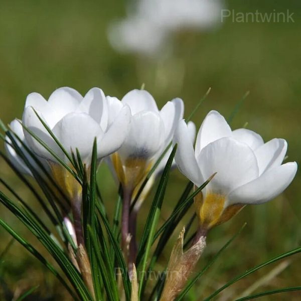 Organic Saffron Crocus Bulbs