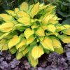 Rare Hosta seed