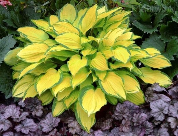 Rare Hosta seed