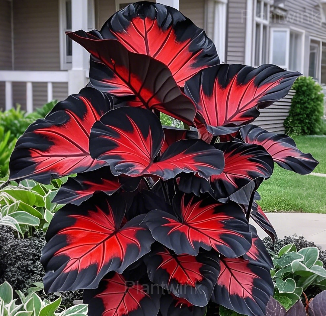 Colorful Caladium Seeds - Main