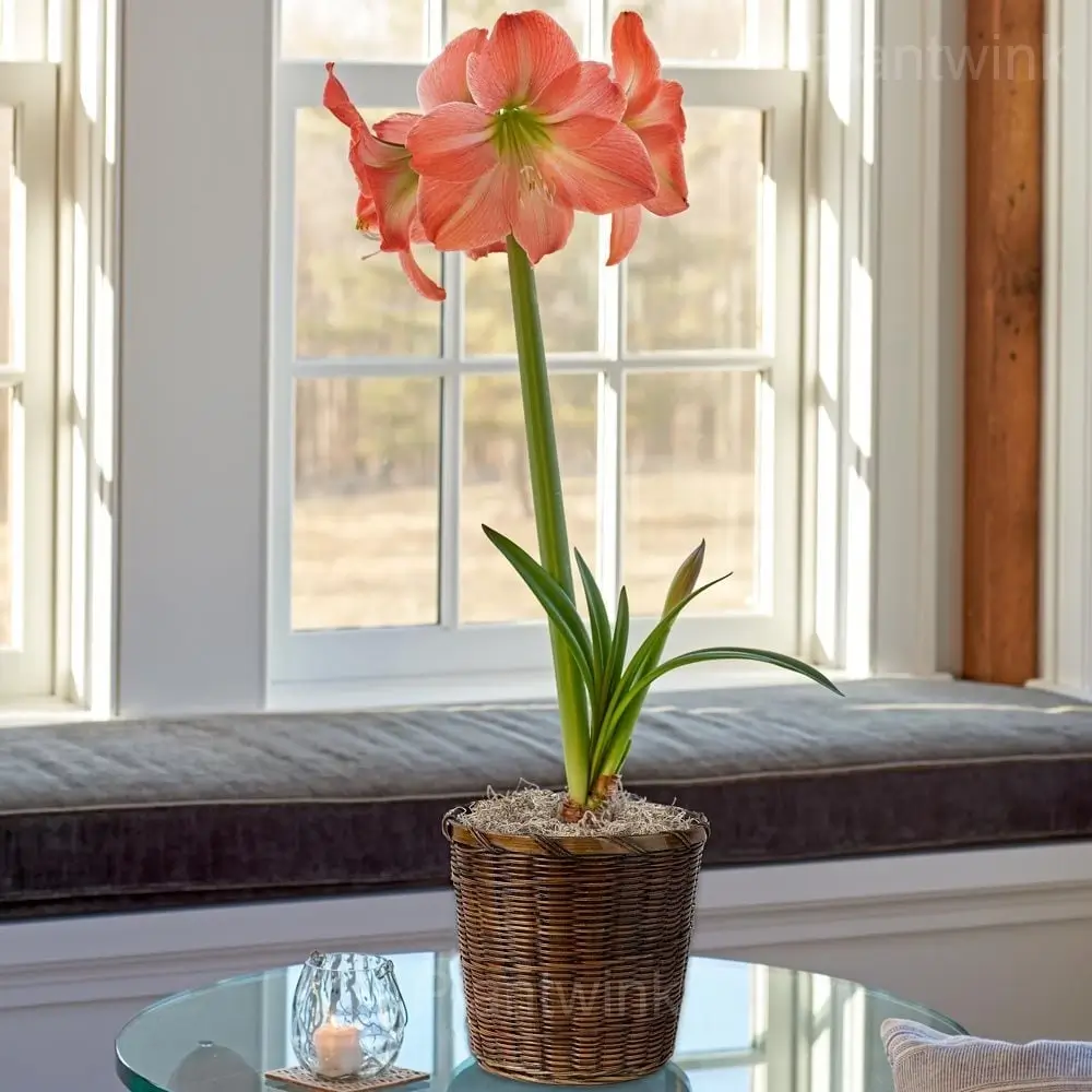 Blooming King Star Amaryllis