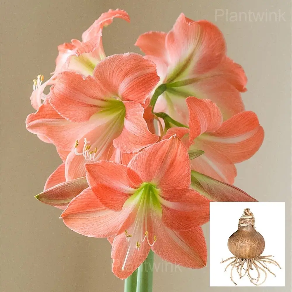 King Star Amaryllis Flower