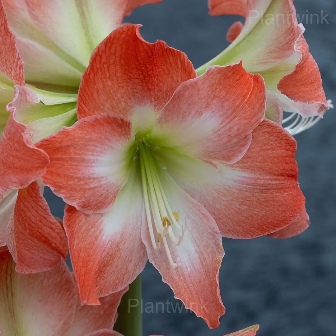 King Star Amaryllis Bulbs