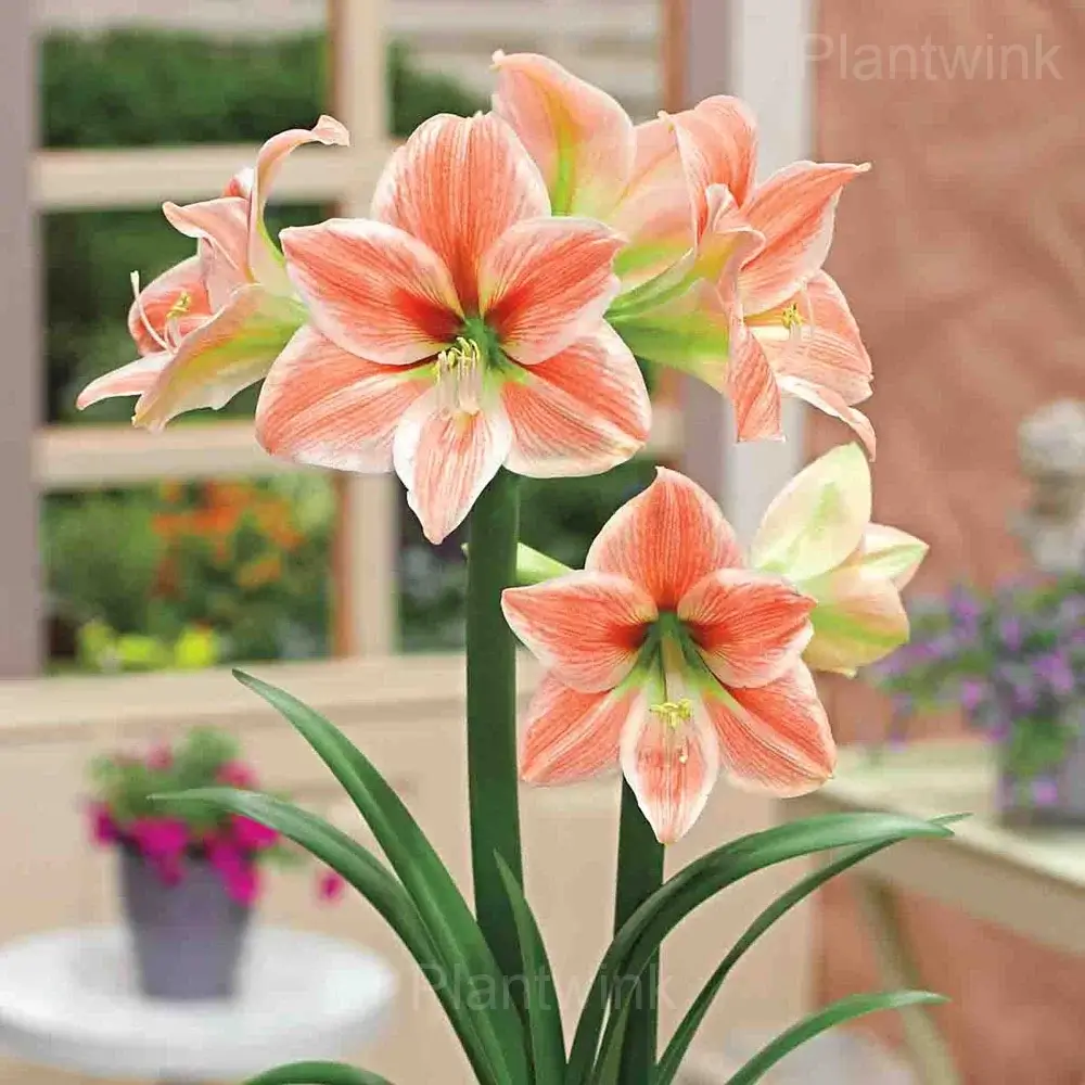 Planting King Star Amaryllis