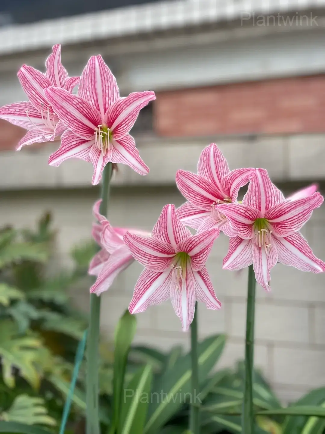 Planting Star Lily Amaryllis