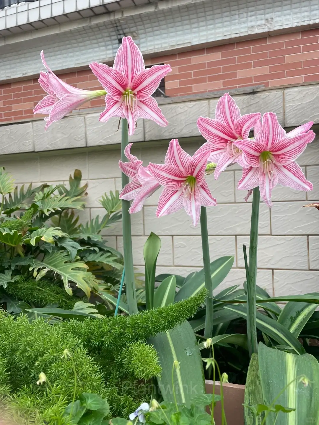 Blooming Star Lily Amaryllis