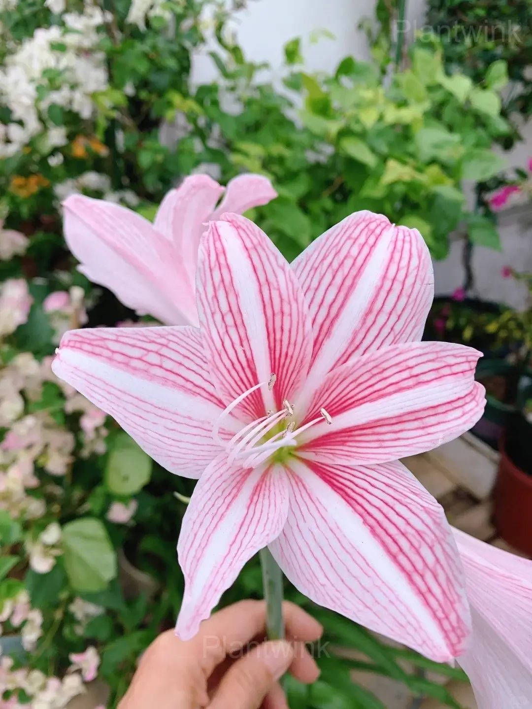 Star Lily Amaryllis Flower Care