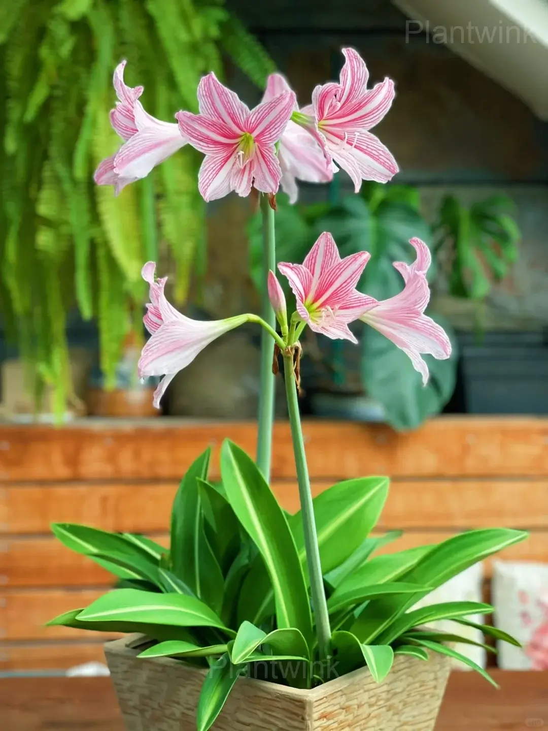 Star Lily Amaryllis Bulbs
