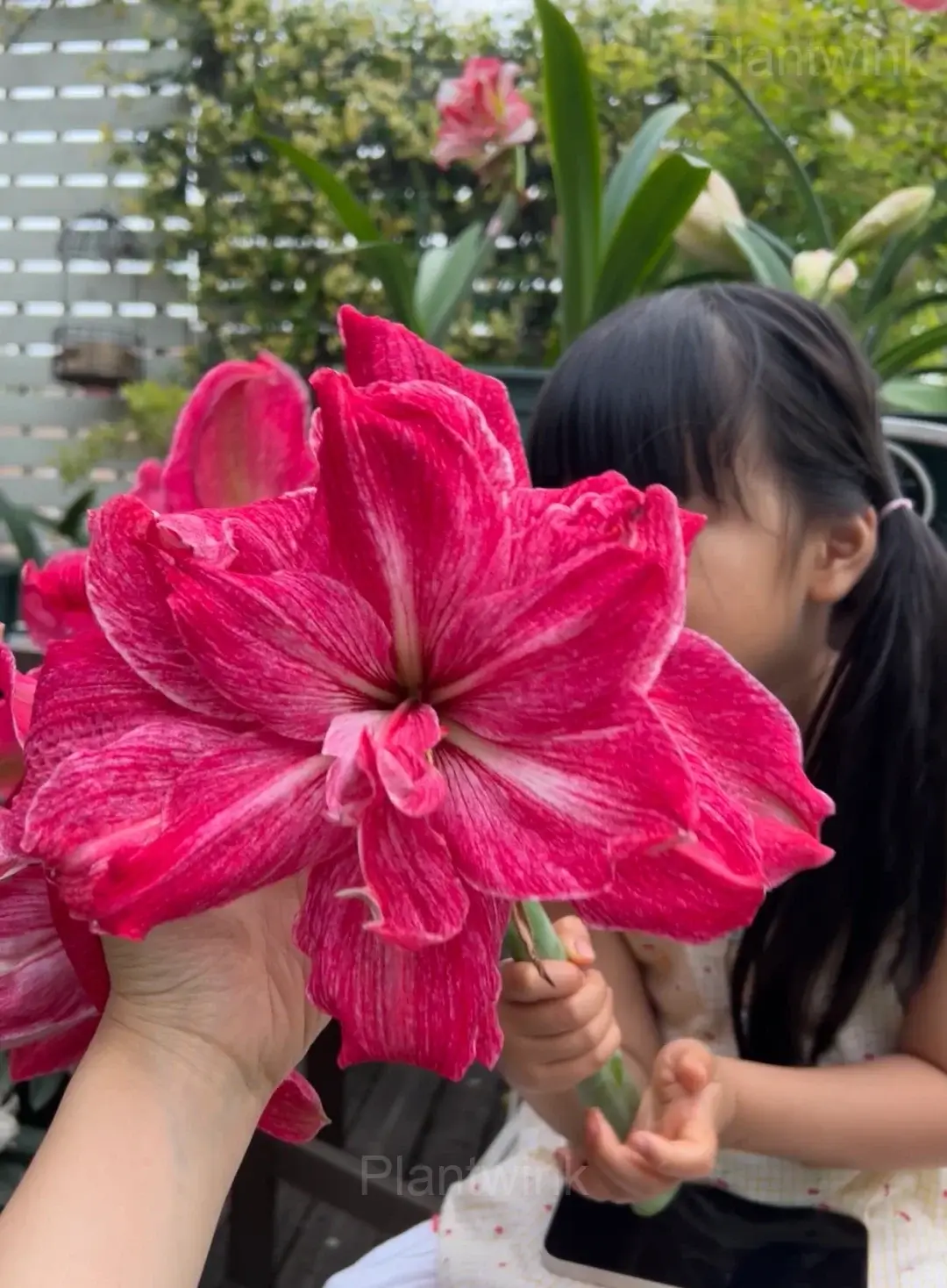 Regal Mistress Amaryllis Bulbs