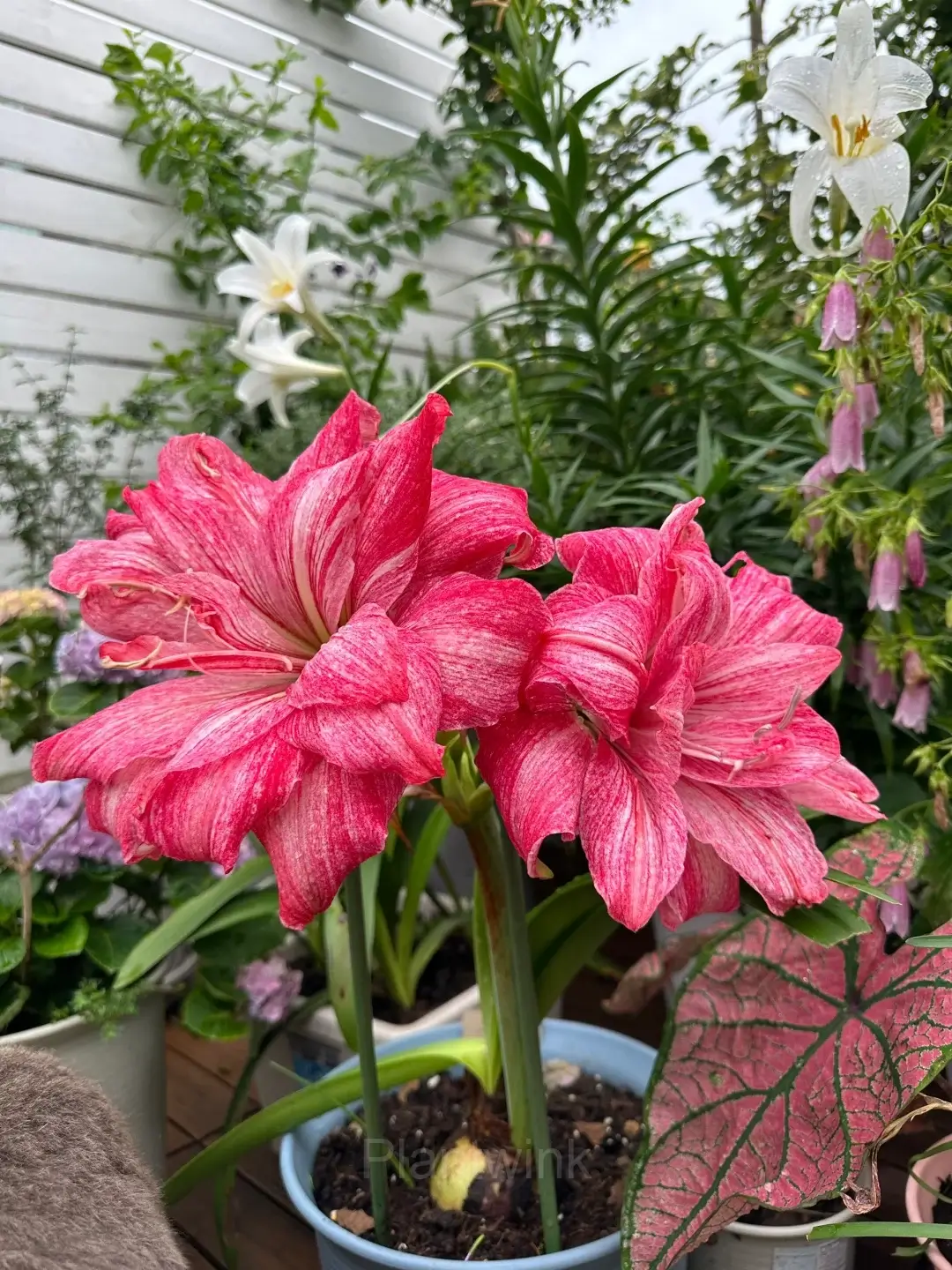 Amaryllis Bulb Care