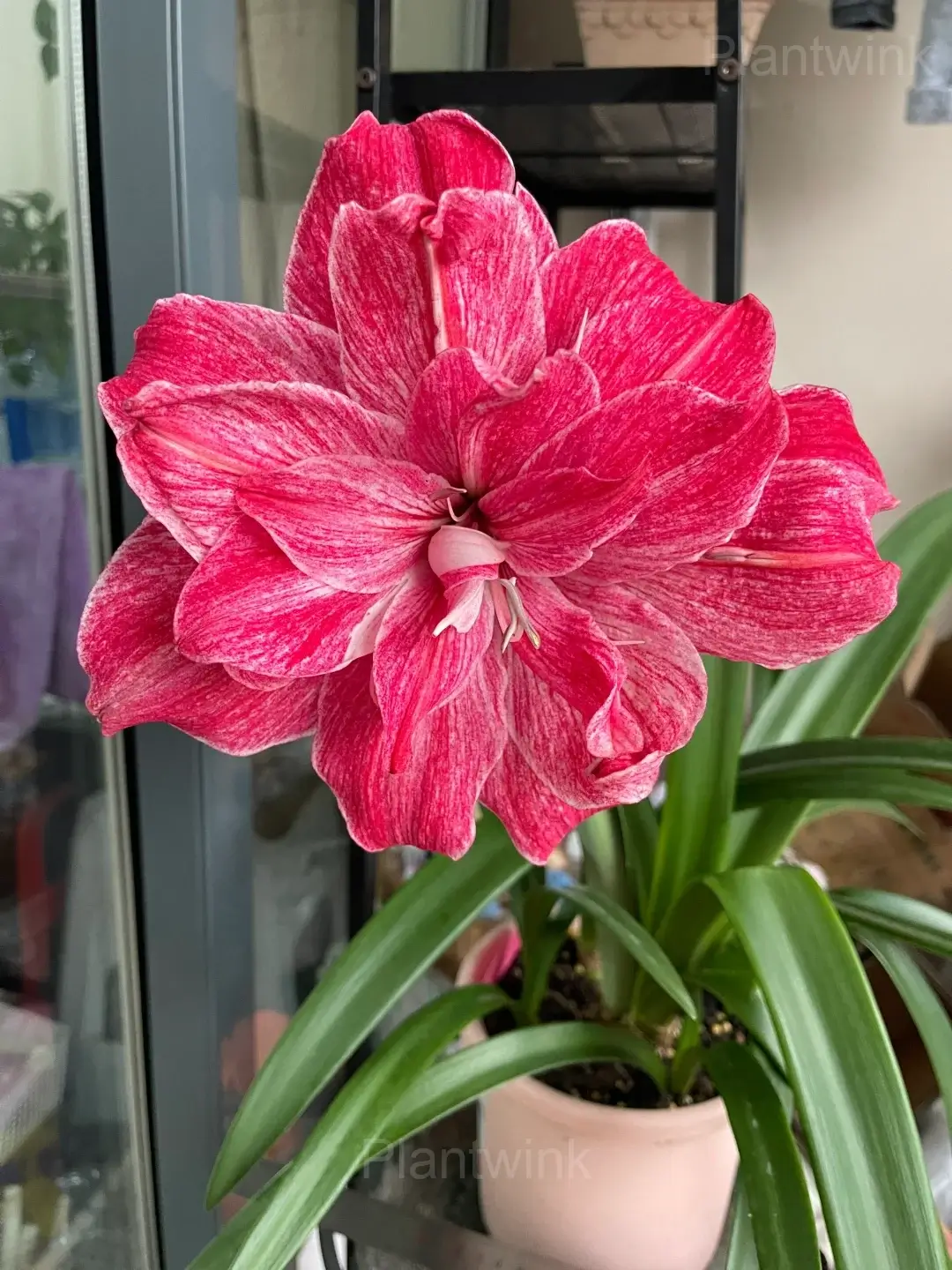 Regal Mistress Amaryllis Flower