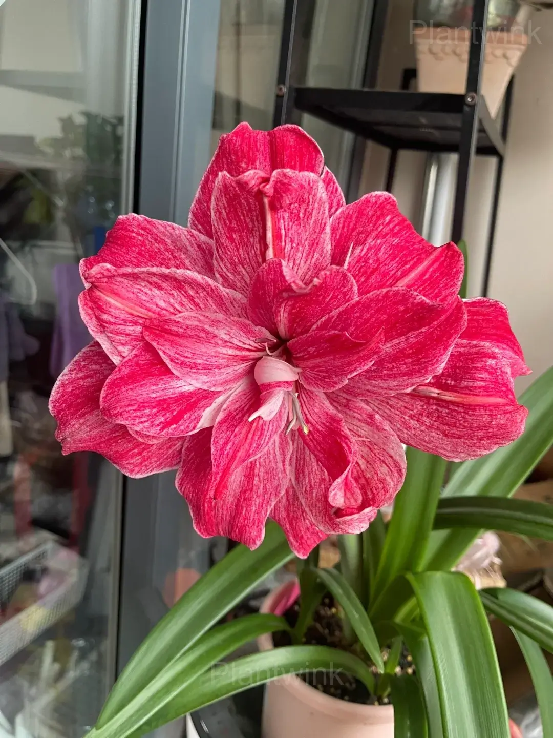 Blooming Amaryllis Bulbs