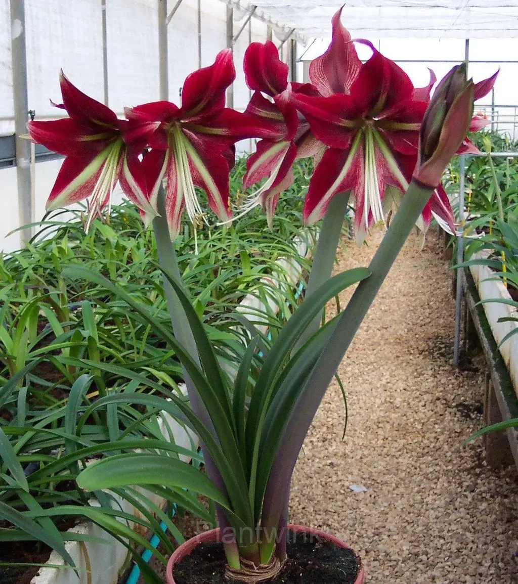 Amaryllis Potting Tips