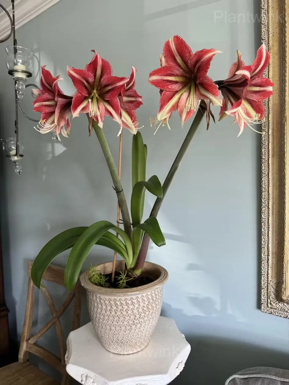 Cherry Red Amaryllis Bulbs
