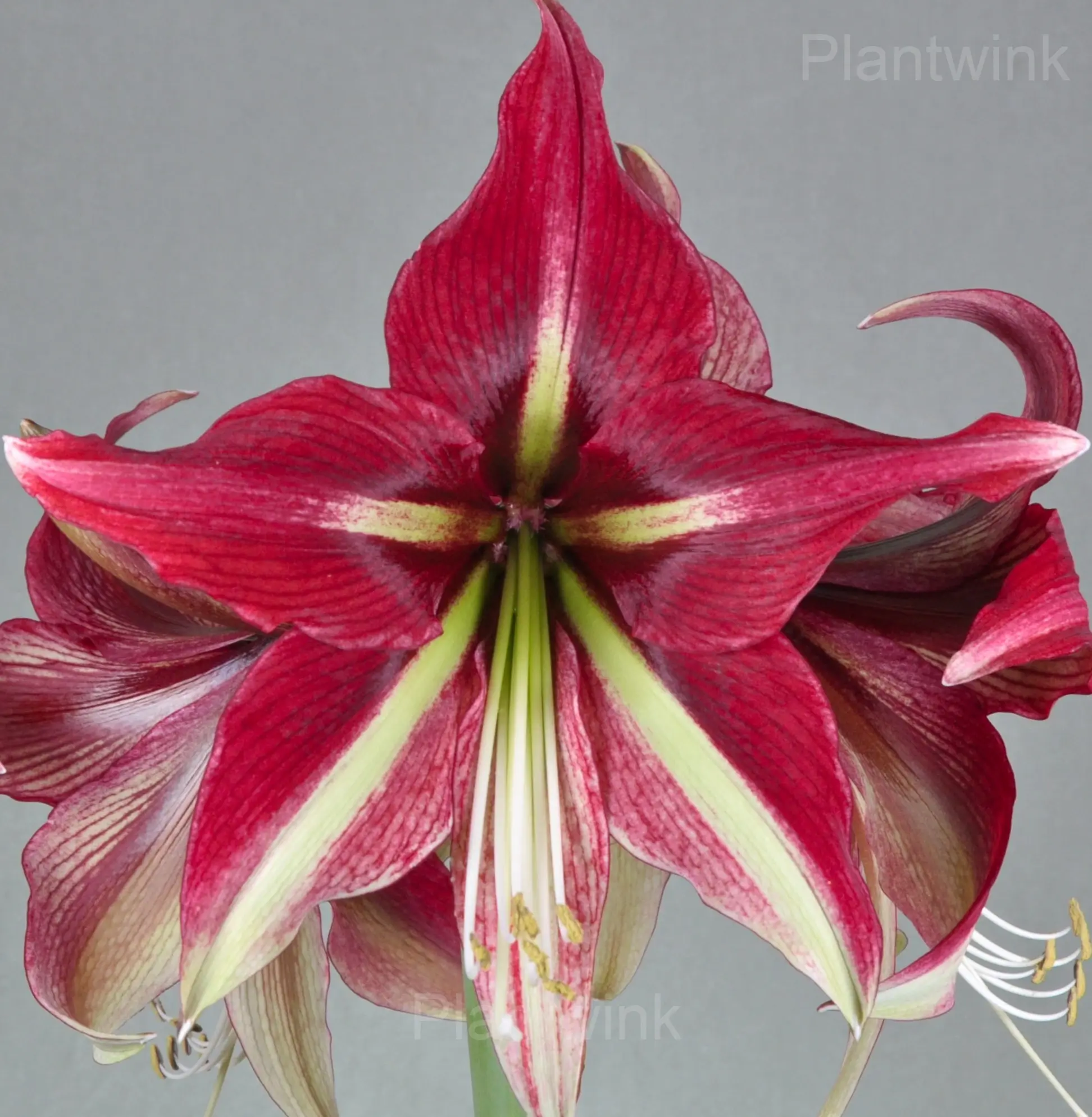 Cherry Red Amaryllis in Bloom