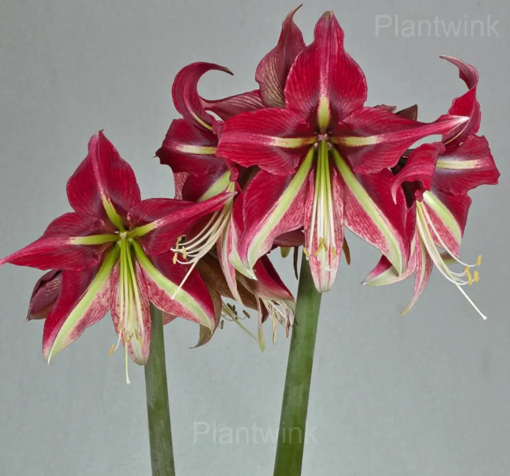 Blooming Cherry Red Amaryllis