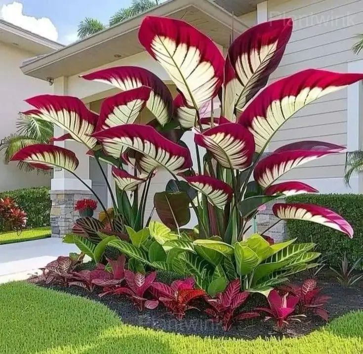 Colorful Caladium Bulbs