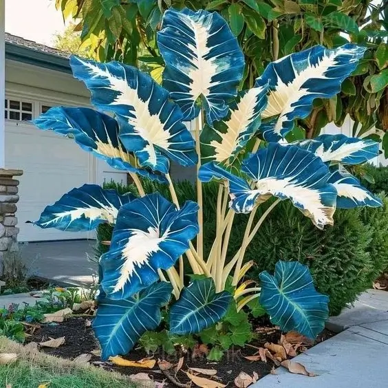 Vibrant Caladium Leaves