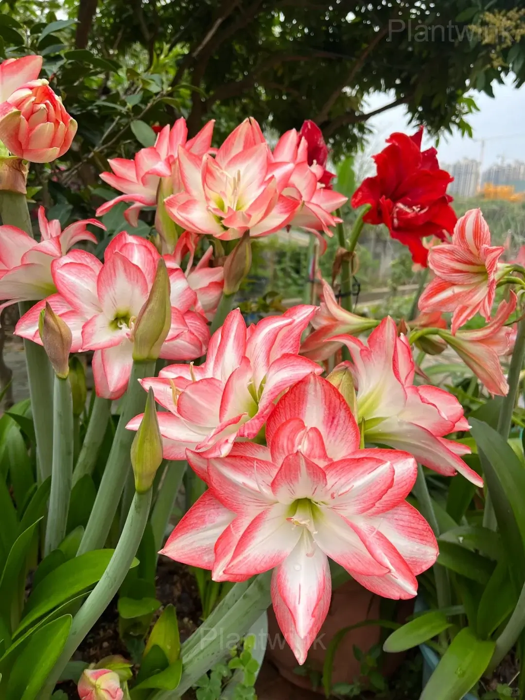 Growing Amaryllis Indoors