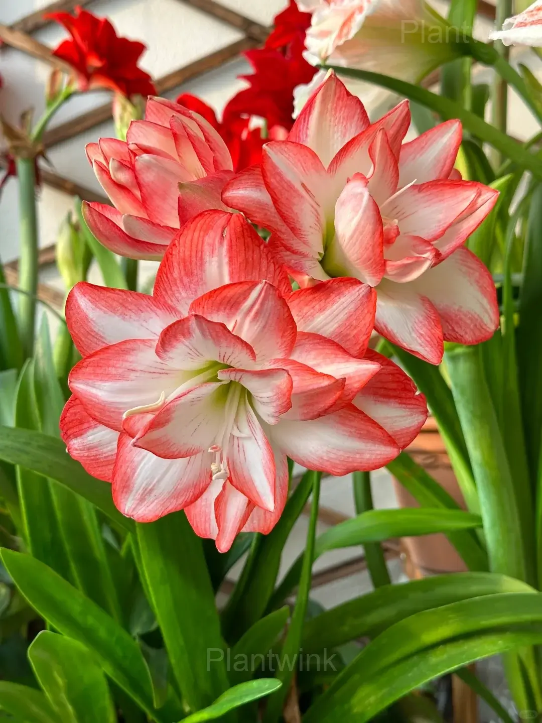 Flame Peacock Amaryllis Bulbs