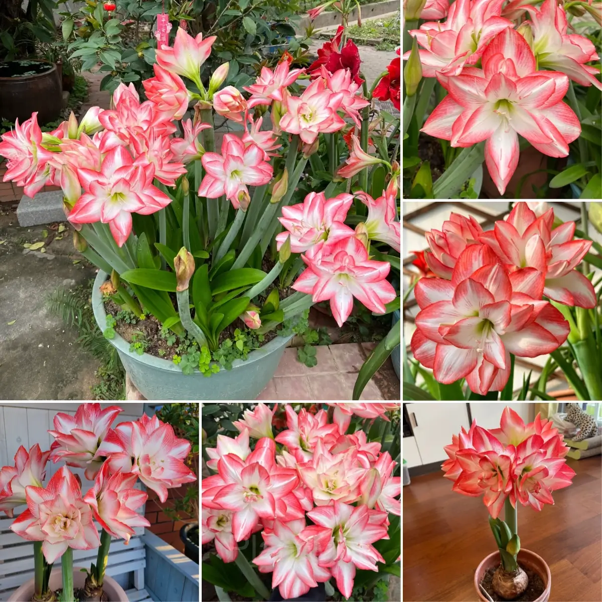 Flame Peacock Amaryllis in Bloom