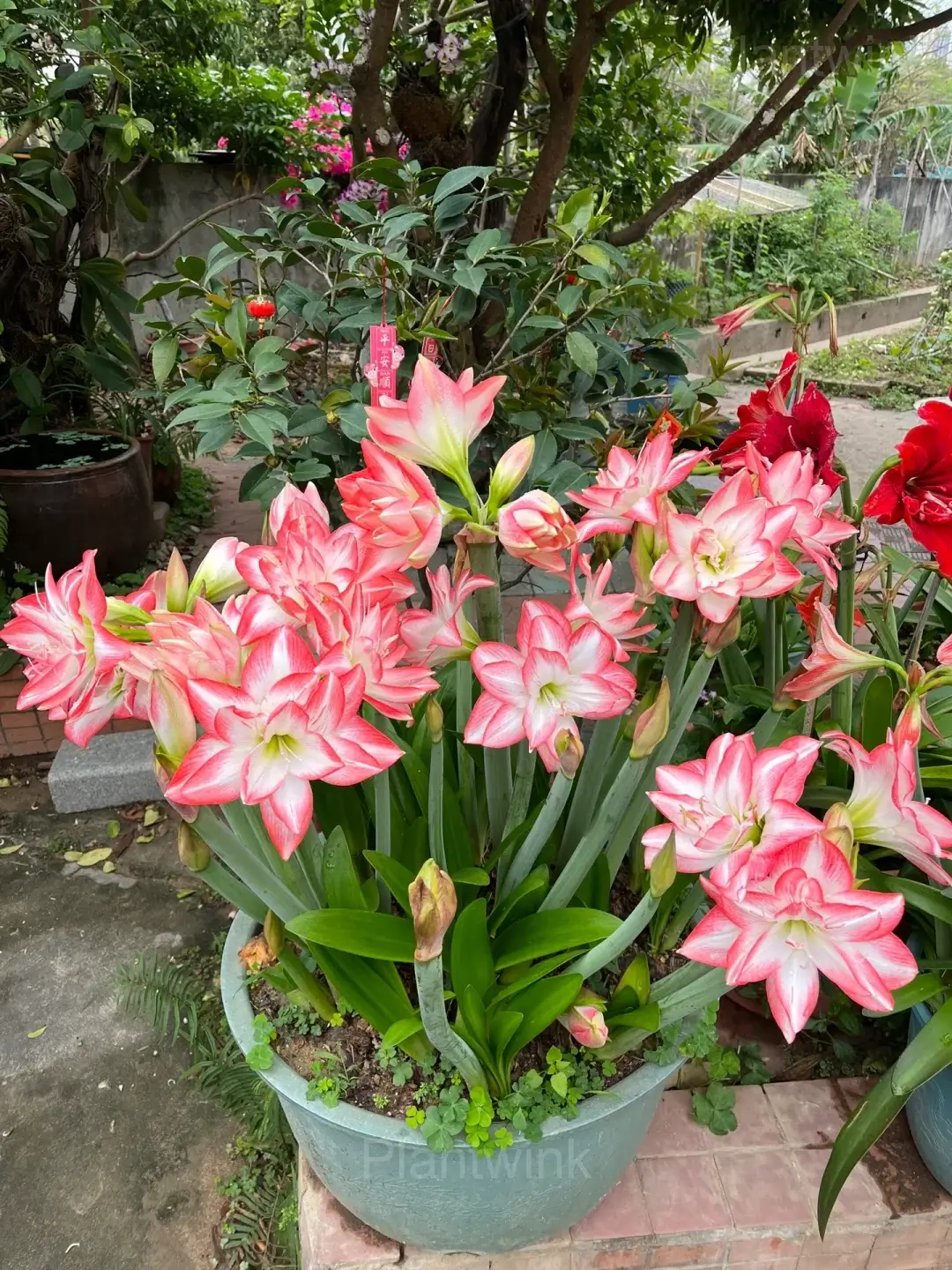 Amaryllis Flame Peacock Close-up