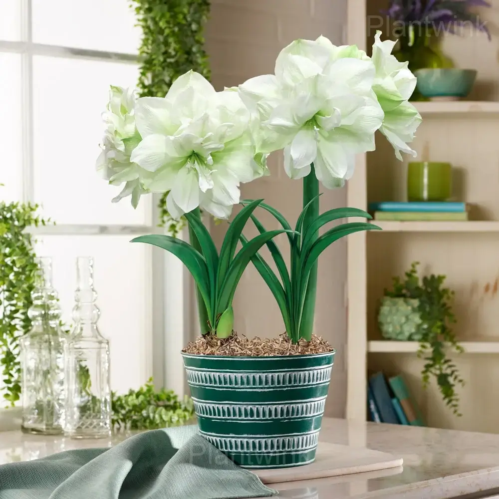 Amaryllis Growing Guide