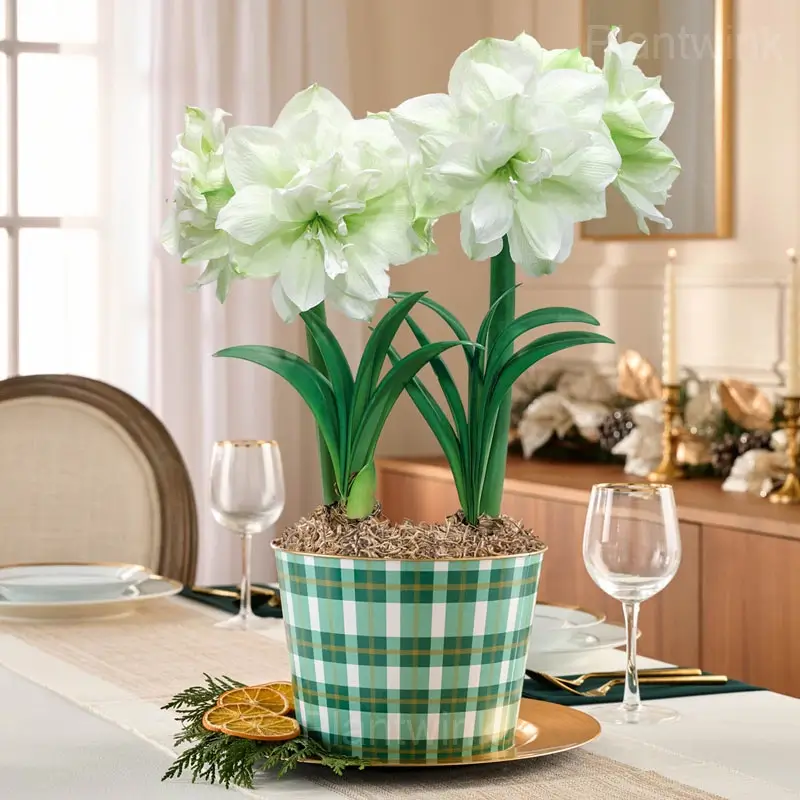 Healthy Amaryllis Bulbs