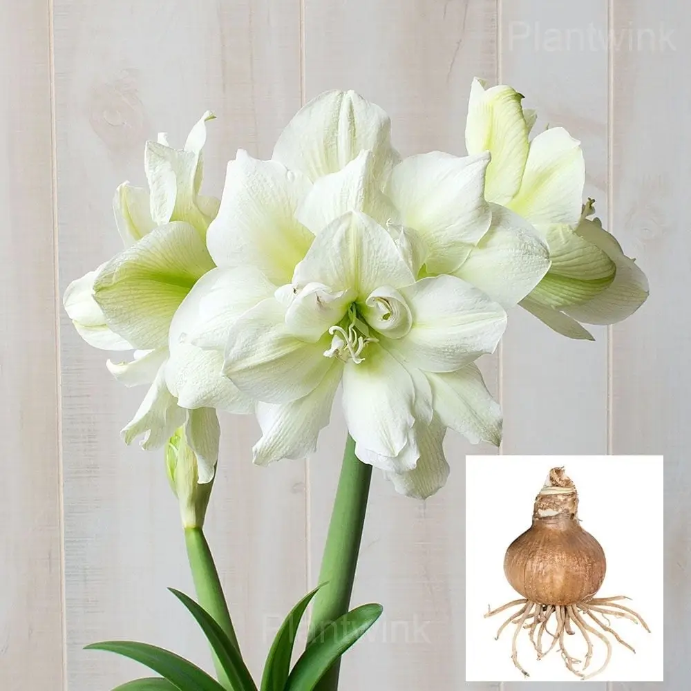 Amaryllis Fertilizing Tips