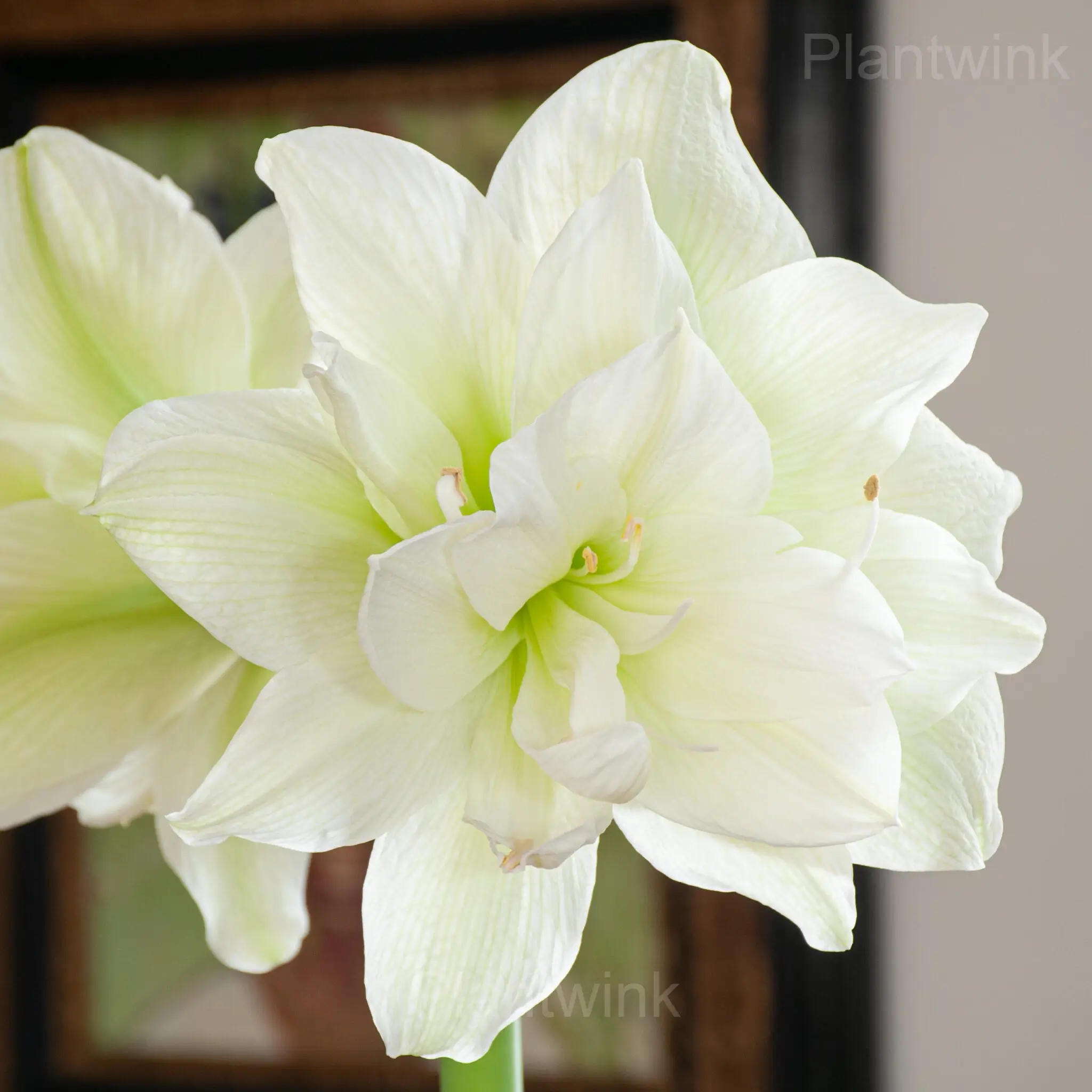 Marilyn Amaryllis Bulbs