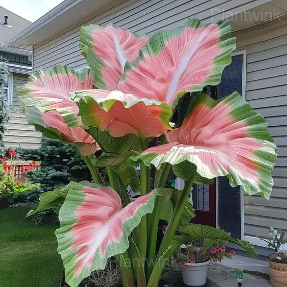 Colorful Caladium Leaves