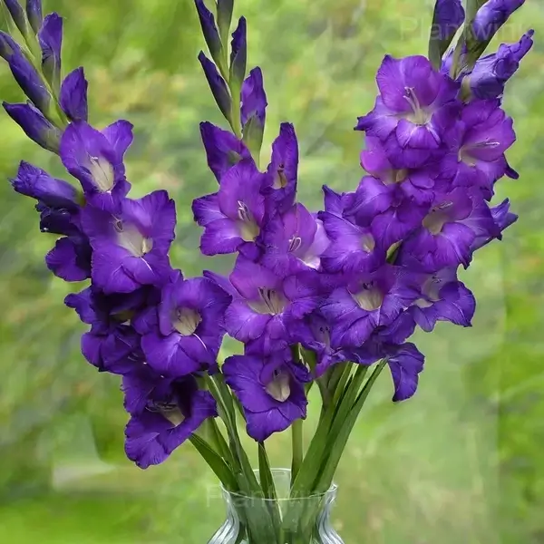 Feeding Gladiolus Bulbs