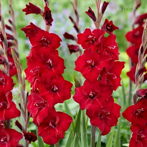Storing Gladiolus Bulbs