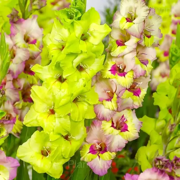 Healthy Gladiolus Bulbs