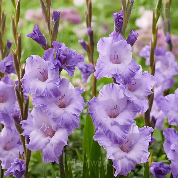Gladiolus in Sunlight