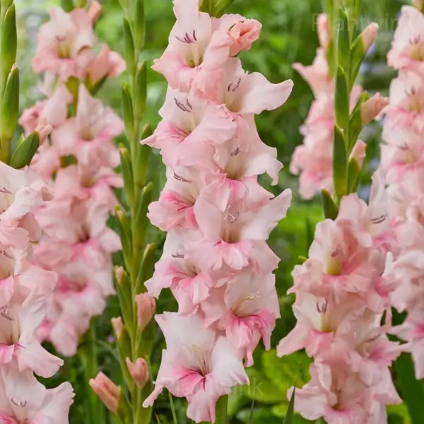 Planting Gladiolus Bulbs