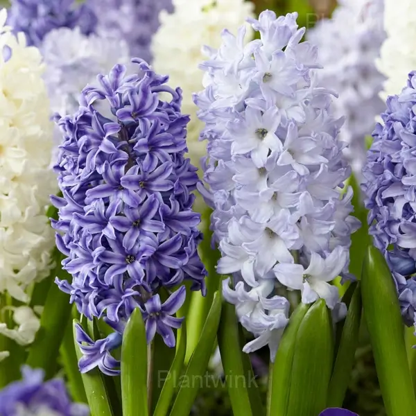 Planting Hyacinth Bulbs